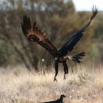 Wedge Tail Eagle Leonora