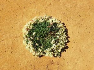 outback wildflower