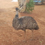 Emus at hammond park