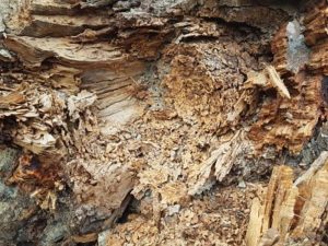 Termite eaten tree